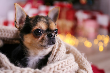 Doggy Photos Royalty Free Images Graphics Vectors