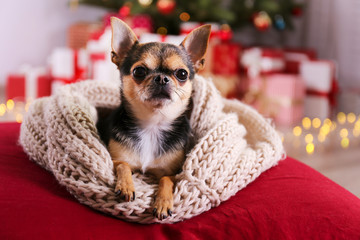 Mini chihuahua puppy as christmas present for children concept. Adorable decorative doggy on under...