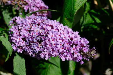 Sommerflieder, Herbstflieder, Schmetterlingsflieder oder Schmetterlingsstrauch (Buddleja davidii), bl&uuml;hend, Deutschland, Europa