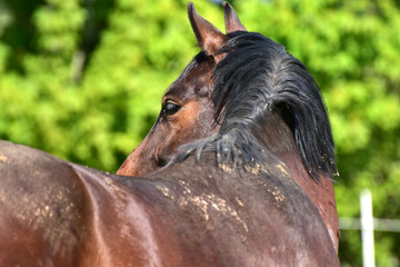 Sich umsehendes Pferd