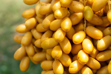 Date palms fruits on a date palms tree. grown in the north of Thailand