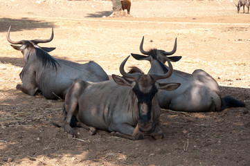 Wildebeests sitting on the ground in a zoo. Portrait of a group of wildebeest.