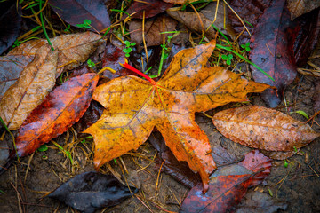 wet autumn leafage on ground