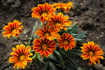 Orange Gazania Rigens or Treasure flower, African Daisy in full bloom on flower bed. Selective focus.