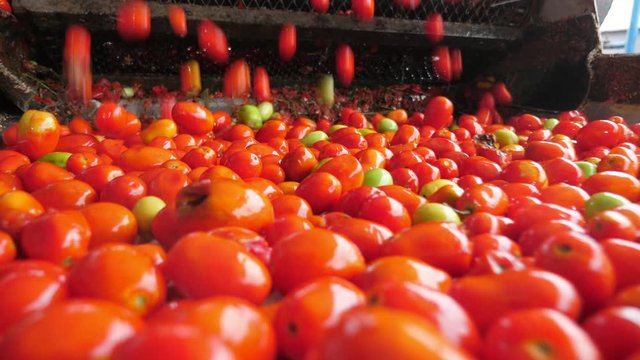 Plenty of fresh tomatoes falling on a conveyor line in a tomato processing plant