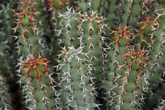 Euphorbia virosa cactus close up with selective focus