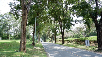green nature road