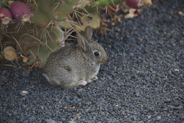 Wildkaninchen (Oryctolagus cuniculus) Jungtier, Kanaren, Spanien, Europa 