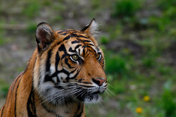 Sibirische Tiger (Panthera tigris altaica) Portrait