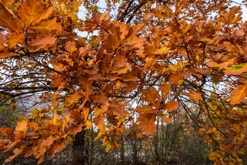 Die Eichen im herbstlichen Prachtgewand