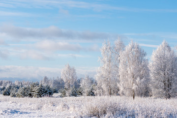 Winter landscape of frosted trees against a blue sky on a sunny morning, winter frost. winter tide, winter time