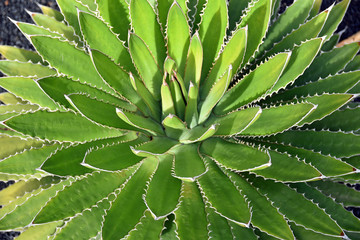 Close up of Agave Shawii (coastal agave or Shaw's agave) cactus