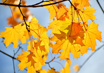 Leaves of trees in autumn time