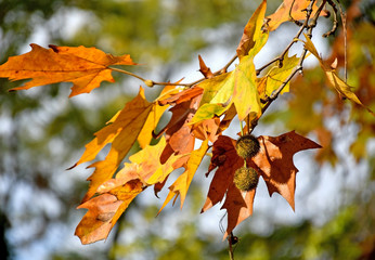 Fototapeta na wymiar Leaves of trees in autumn time