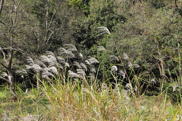 Japanese pampas grass in early autumn