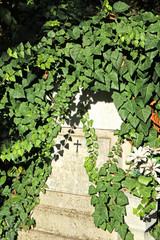 Old tombstone covered with climbing plants