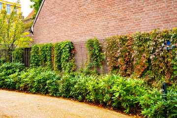 Brick wall facade covered by overgrown creeper plant.