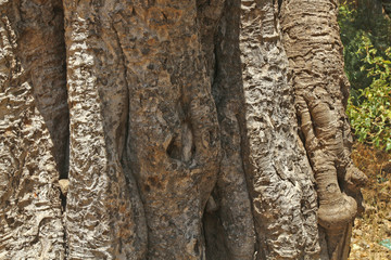 Naklejka premium Tree texture