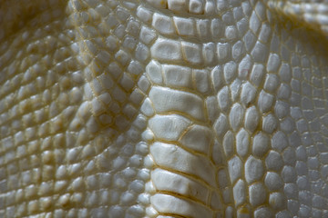 Animal skin (goose) in the macro detail