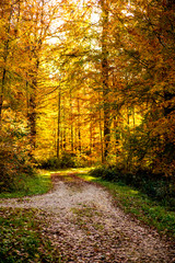 Forest in autumn with way