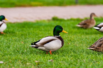 Ducks in Balatonpart