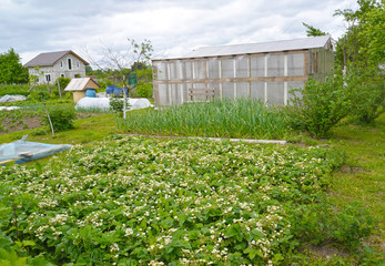 Beds with flowering strawberries and green onions against the background of economic buildings. Country Plot