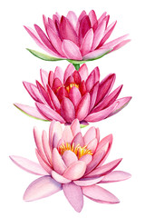 pink lotus, bouquet of flowers,  greeting card, watercolor illustration on isolated white background, hand drawing, 