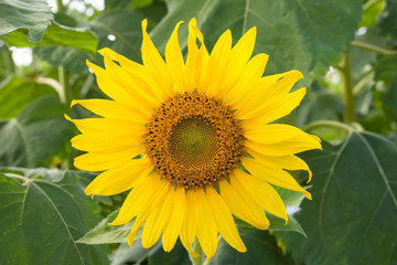 Close up sunflower in the garden.