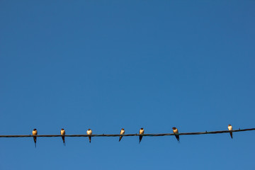 Birds sitting on a high voltage wire under voltage. A lot of birds on a wire against a blue cloudless sky. Little birds in the summer in Spain sit on the wires.