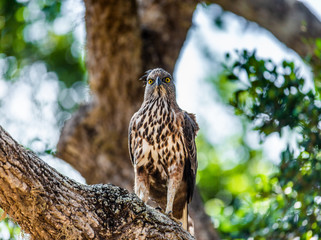 Changeable Hawk Eagle sits on a tree branch. Sri Lanka. Yala National park