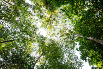 Low angle view of tropical tree with green leaves in rainforest.