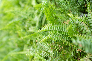 Fototapeta na wymiar green fern with leaves on the wall