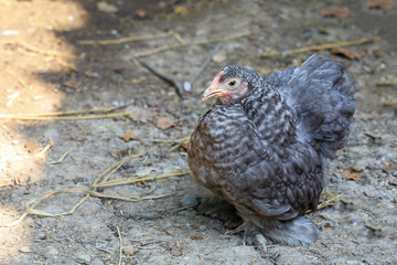 Obraz premium Gray color japan bantam hen in farm garden at thailand