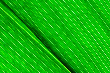 Fototapeta premium closeup of green leaf