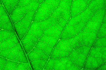 closeup of green leaf