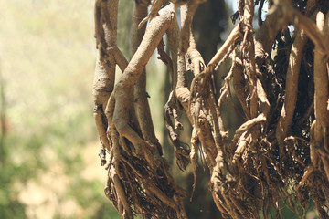 tree Roots