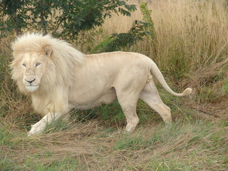 Fototapeta na wymiar Weisses Löwen Männchen 6789