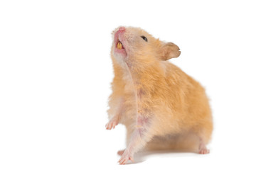 fluffy cute peach hamster on white background isolated