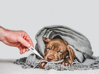 Young puppy, wrapped in a gray scarf