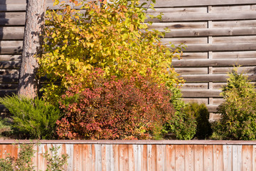 Fototapeta na wymiar Autumn bushes with bright foliage. Garden concept. Physocarpus, spiraea with red and yellow leaves