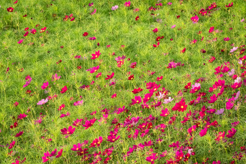 colorful cosmos flowers farm