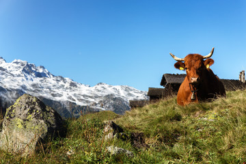 Alpenlandschaft mit verschneiten Bergen und Kuh