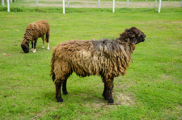 Sheep Grazing in a Green Field