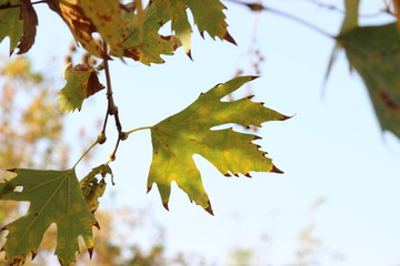  Autumn Leaf Background