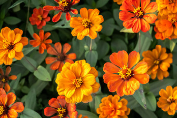 colorful cosmos flowers farm