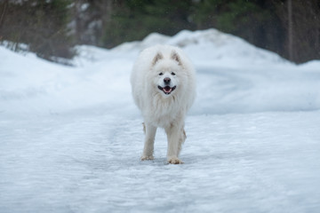 White dog running towards photographer on snow road