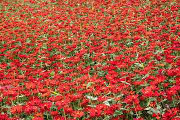 cosmos flowers farm