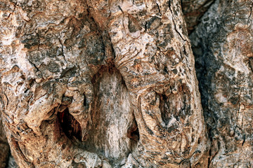 bark of a tree