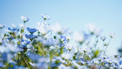 写真素材：ネモフィラ