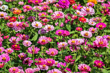 pink and purple cosmos flowers farm